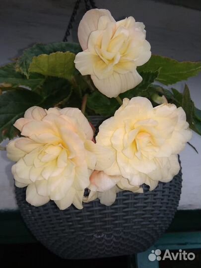 Ампельная бегония.Кусты молодых бегоний