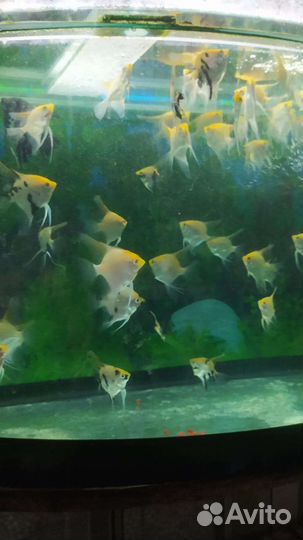 Живая рыба скалярии