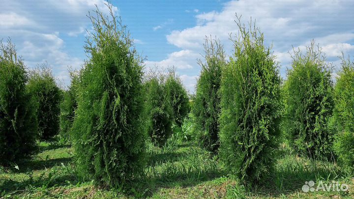 Туи оптом. Туя Колумна 140-160см