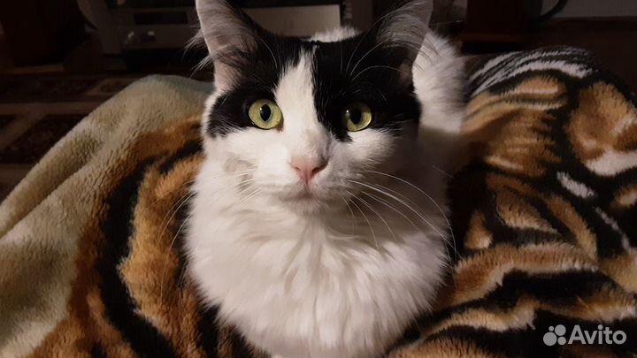 Английский и русский языки, репетитор, кмр