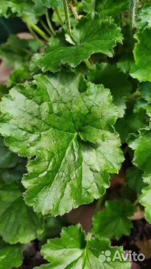 Анемона лесная. Гейхера. Живучка