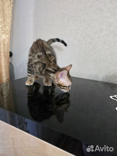 Бенгальские котята, мальчик и девочка