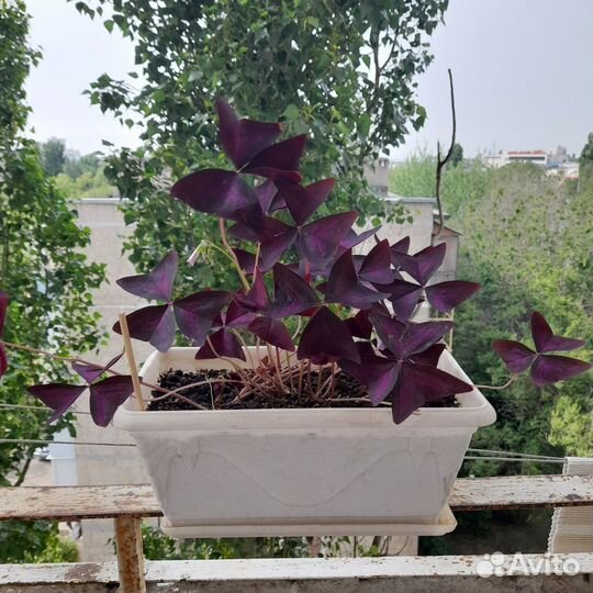 Комнатные цветы кислица