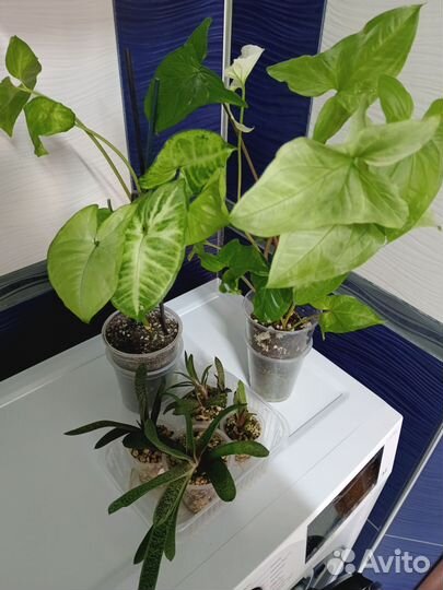 Сингониум, Гастерия