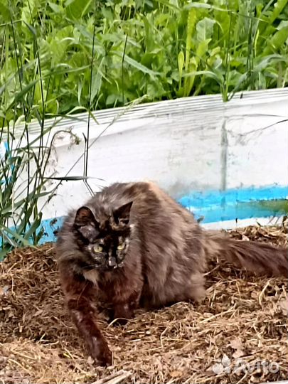 Спасите кошку