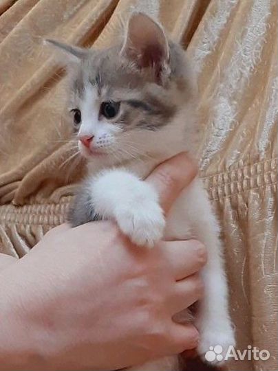 Котёнок девочка