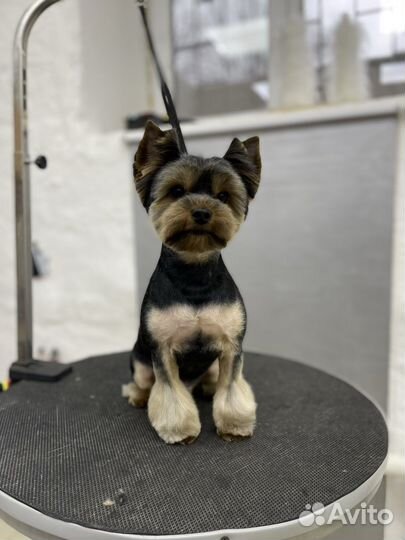 Комплексная процедура груминга