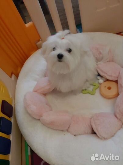 Мальтийская болонка щенки мальтезе