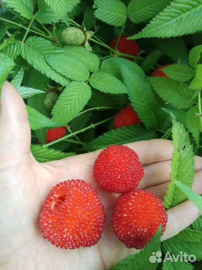 Норвежская малина саженцы