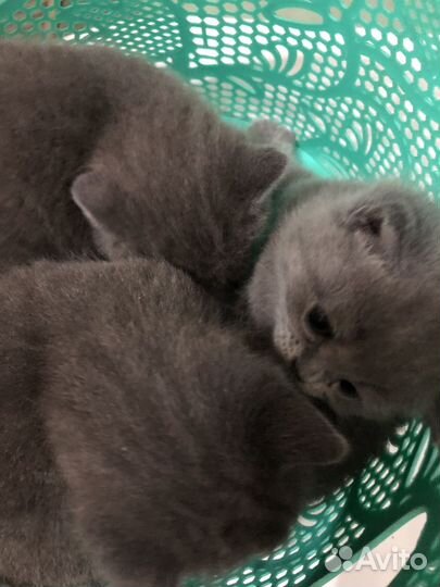 Британские котята
