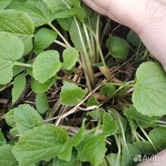 Колокольчик