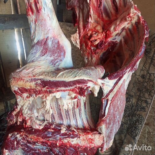 Продам мясо говядина