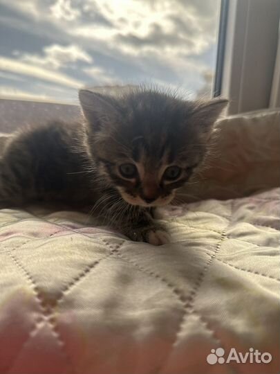 Котята от британки бесплатно