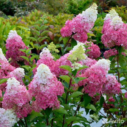Гортензия метельчатая