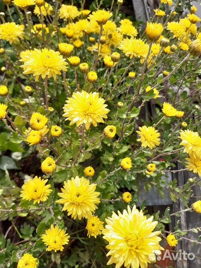 Хризантема