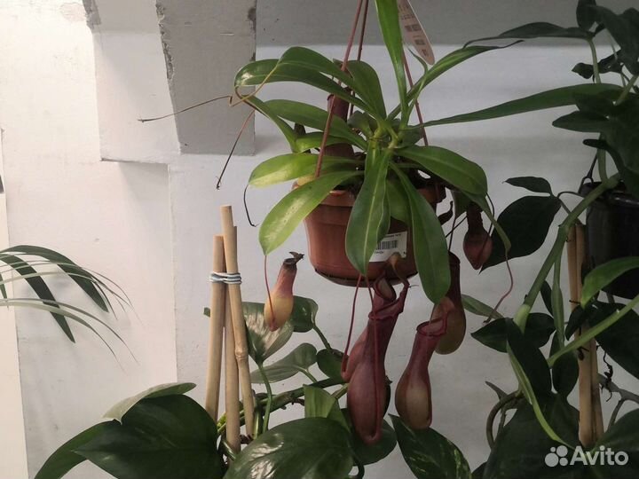 Дионея. Венерина мухоловка. Росянка, Непентес