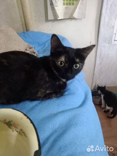 Кошка Мусинда ищет дом