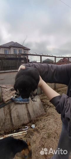 Щенки в добрые руки