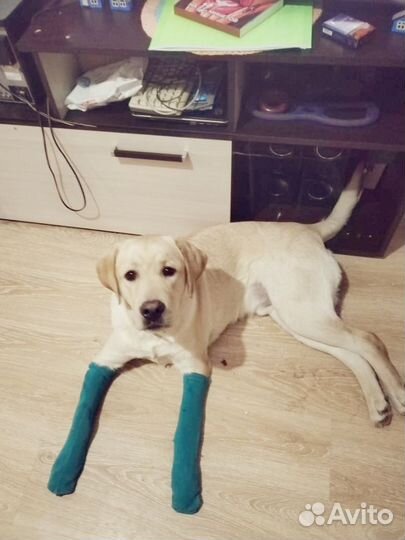 Продам лабрадора