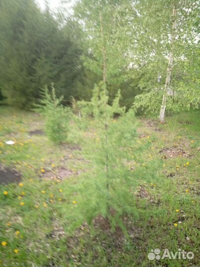 Лиственница сибирская