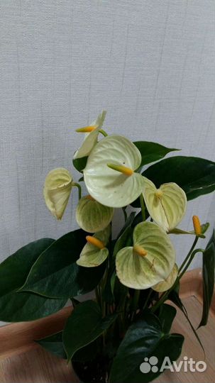 Антуриумы низкорослые и карликовые сорта