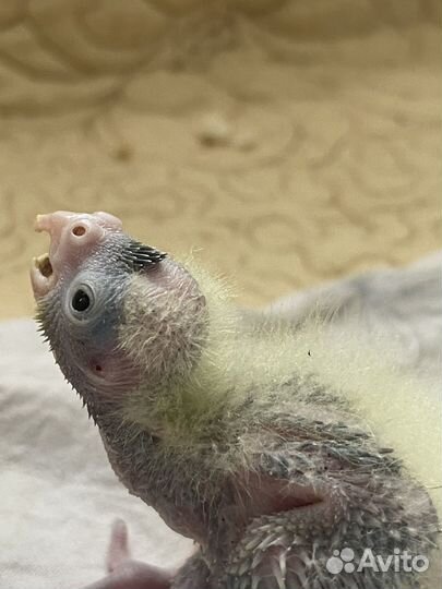 Попугай корелла птенец