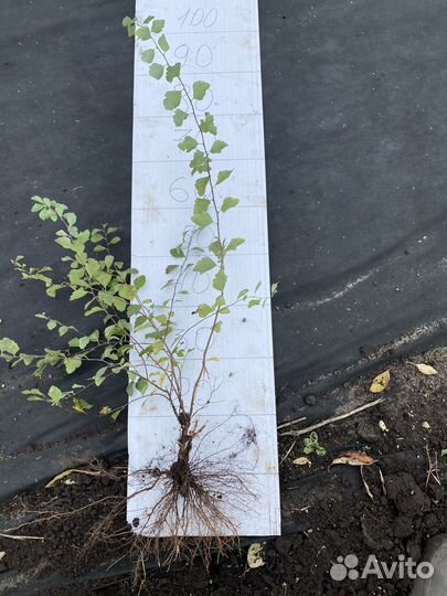 Спирея вангутта