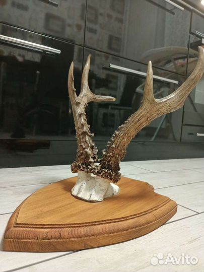 Рога косули медальон трофей