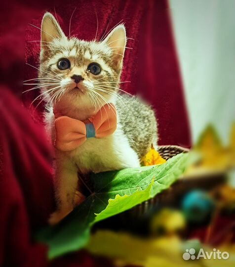 Котёнок девочка