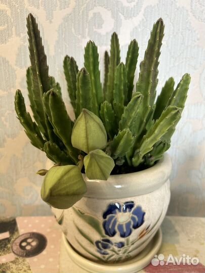 Стапелия,отростки