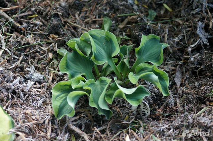 Хосты из серии Мышиные ушки