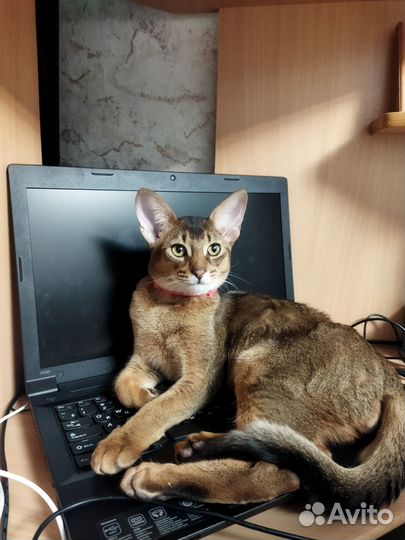 Абиссинский кот вязка