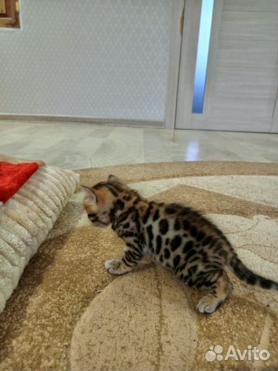 Бенгальские котята