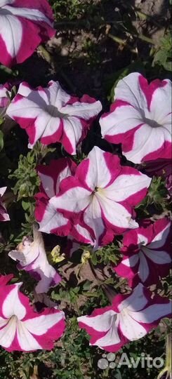 Рассада петунии