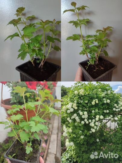 Калина Бульденеж