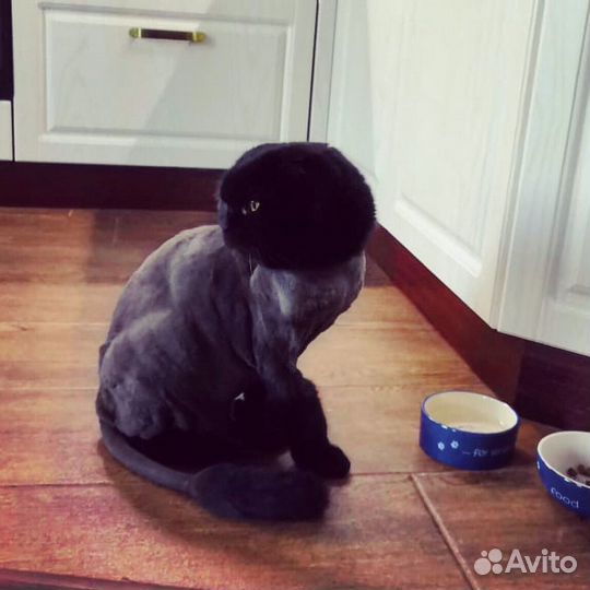 Ветеринарный врач.Грумер.Стрижка кошек и собак.кмв