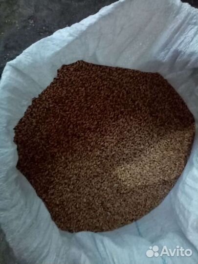 Зерно: ячмень и пшеница