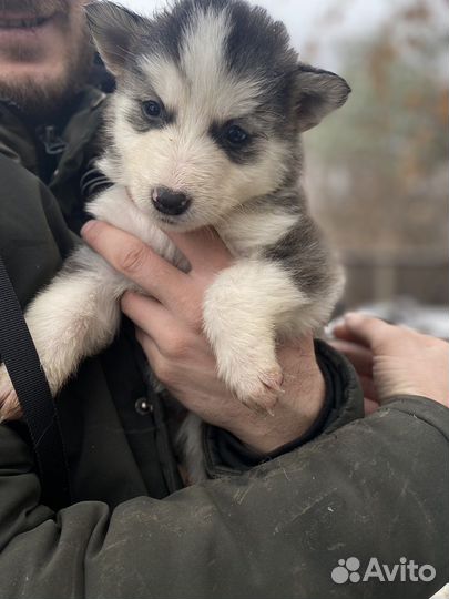 Аляскинский маламут