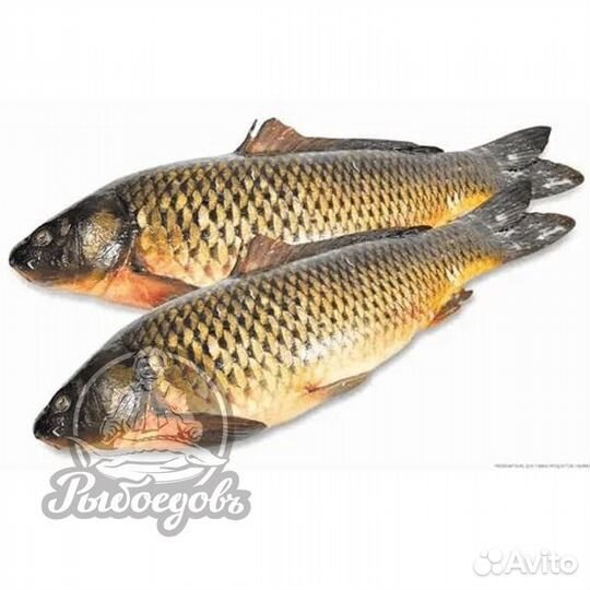 Рыба сазан карп, судак