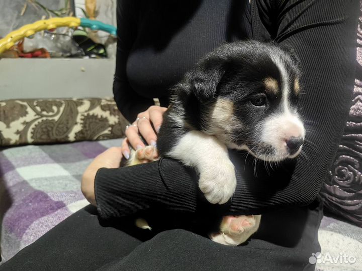 Щенки Лайки