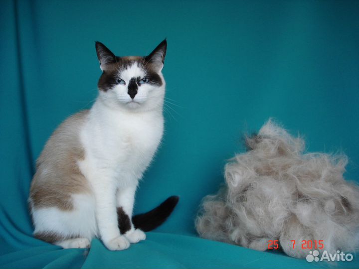 Стрижка кошек и собак. Салон красоты для животных