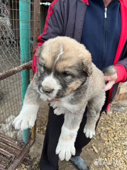 Среднеазиатская овчарка алабай щенки
