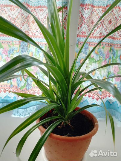 Панданус молоденький