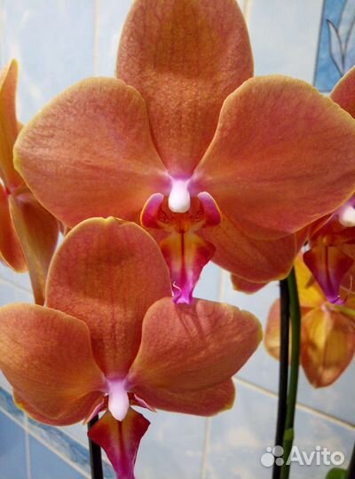 Коллекционные орхидеи