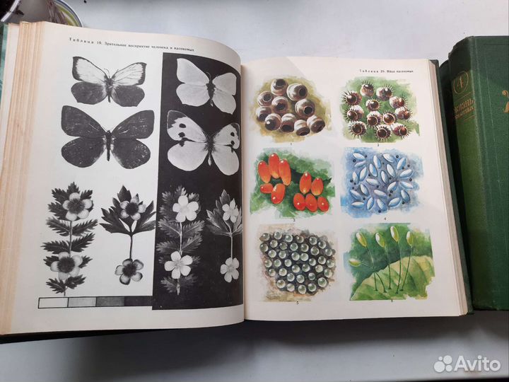 Энциклопедия 