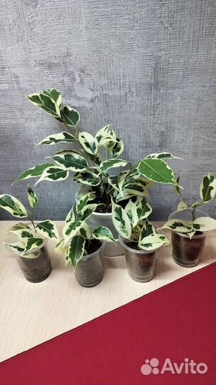 Фикус бенджамина пестролистный