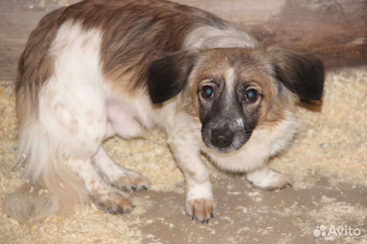 Собака в добрые руки маленькая порода