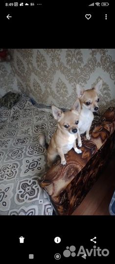 Чихуахуа миник-девочка