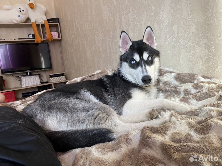 Хаски в добрые руки
