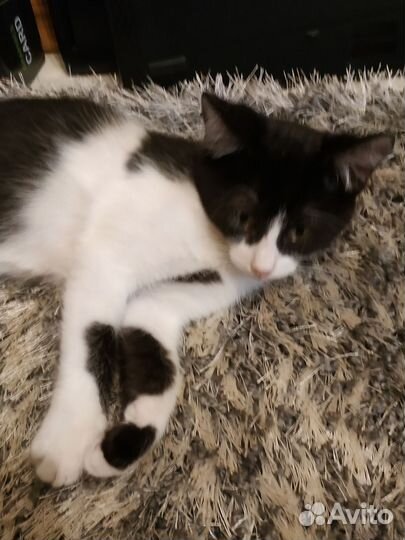 Котенок мальчик